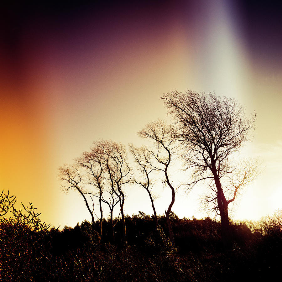Tree Photograph - Aurora borealis by Radek Spanninger