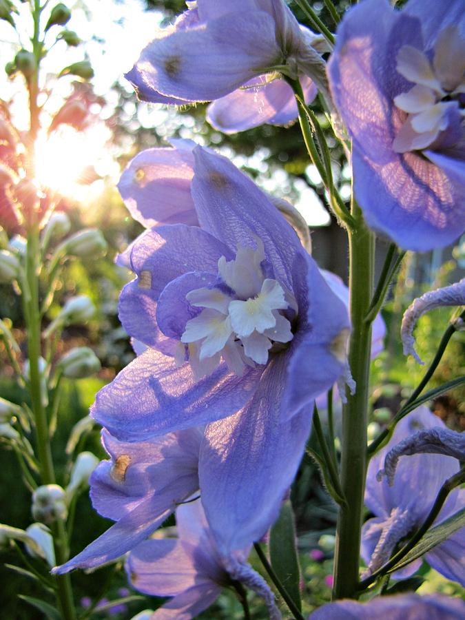 Aurora Light Purple Delphinium and Sunset No. 2 Photograph by Jessica ...