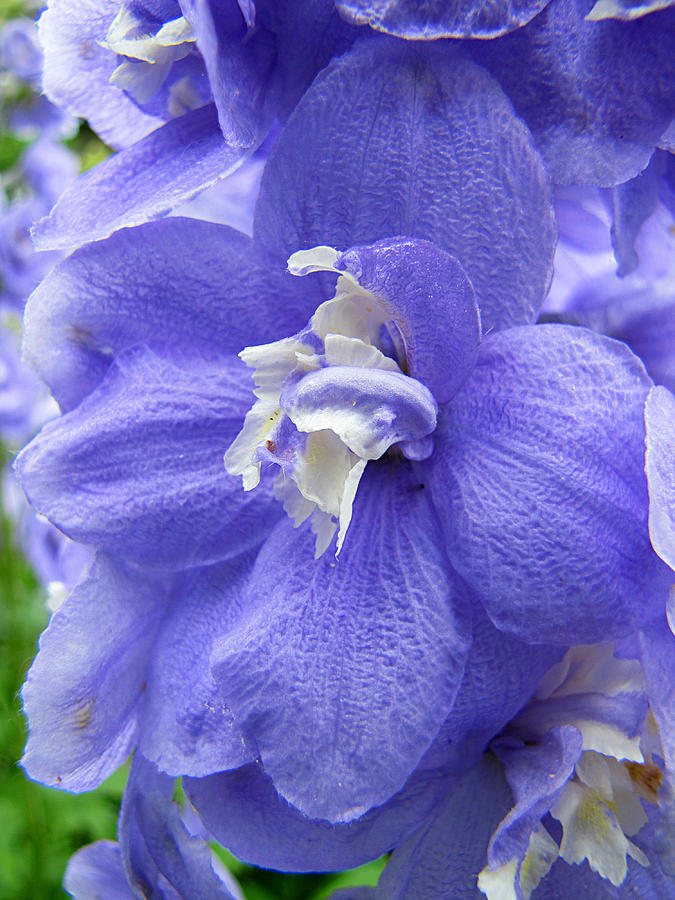 Aurora Light Purple Delphinium Close-up No. 1 Photograph by Jessica ...