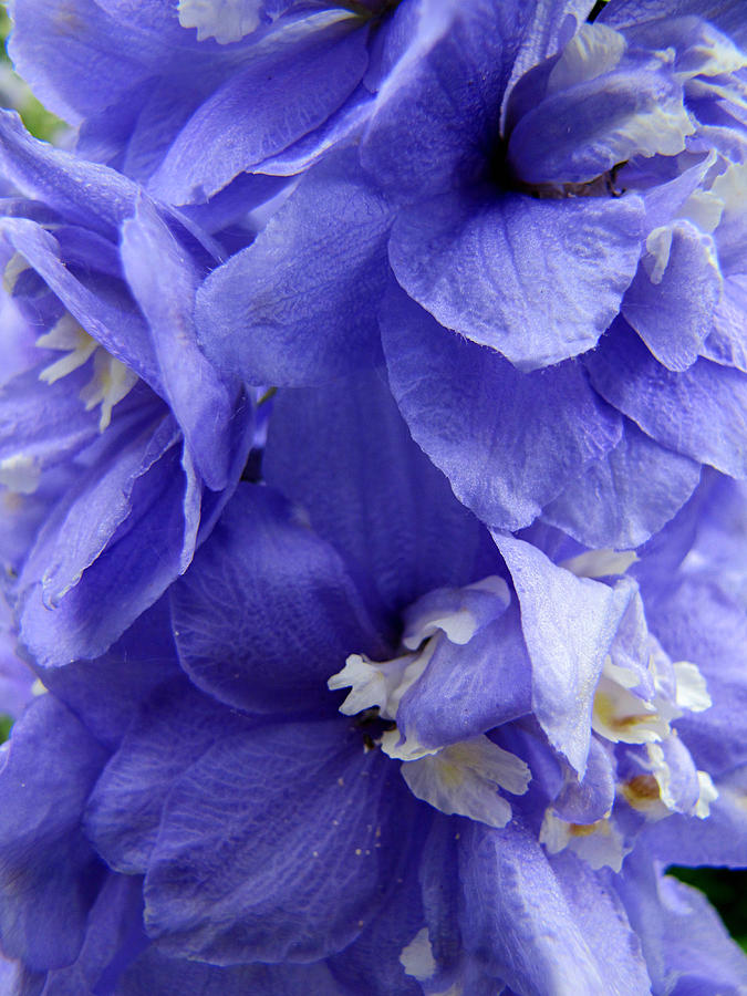 Aurora Light Purple Delphinium Close-up No. 2 Photograph by Jessica ...