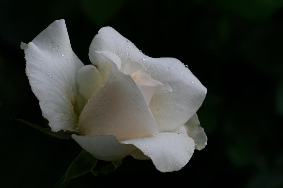 Rose Photograph - Auroral by Doug Norkum