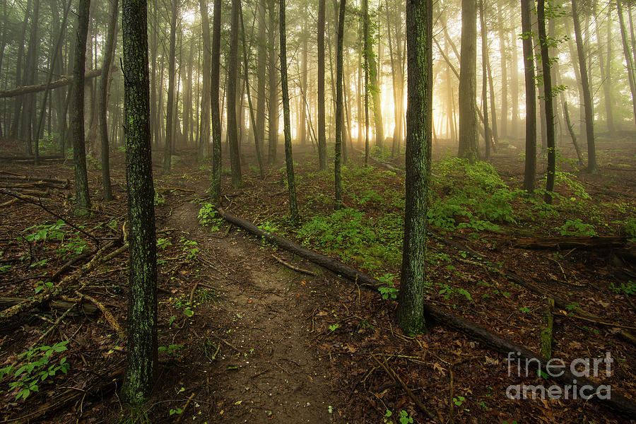 Auspicious Journey - Woodlands at Dawn Photograph by JG Coleman