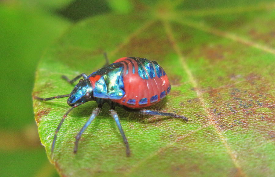 Aussie Bug 1 Photograph by Joe Martin - Fine Art America