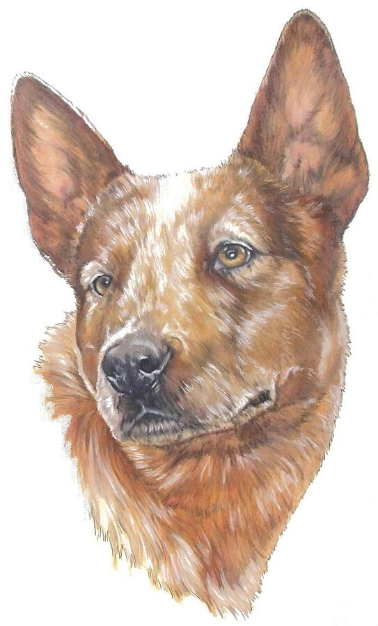 Australian Cattle Dog in Color Mixed Media by Barbara Keith