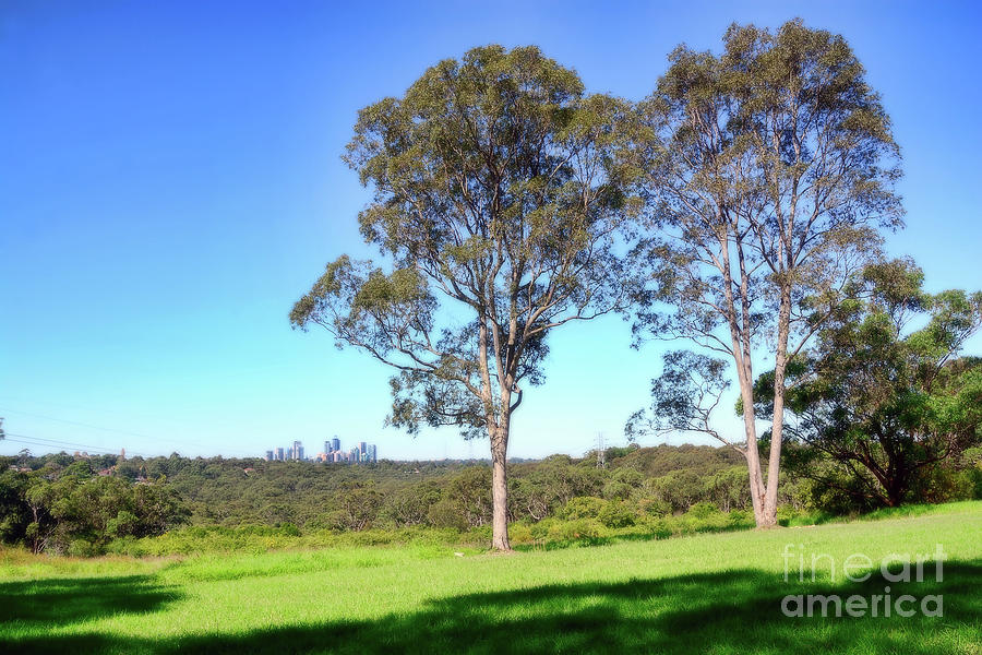 Aussie Gum Tree Landscape by Kaye Menner Photograph by Kaye Menner