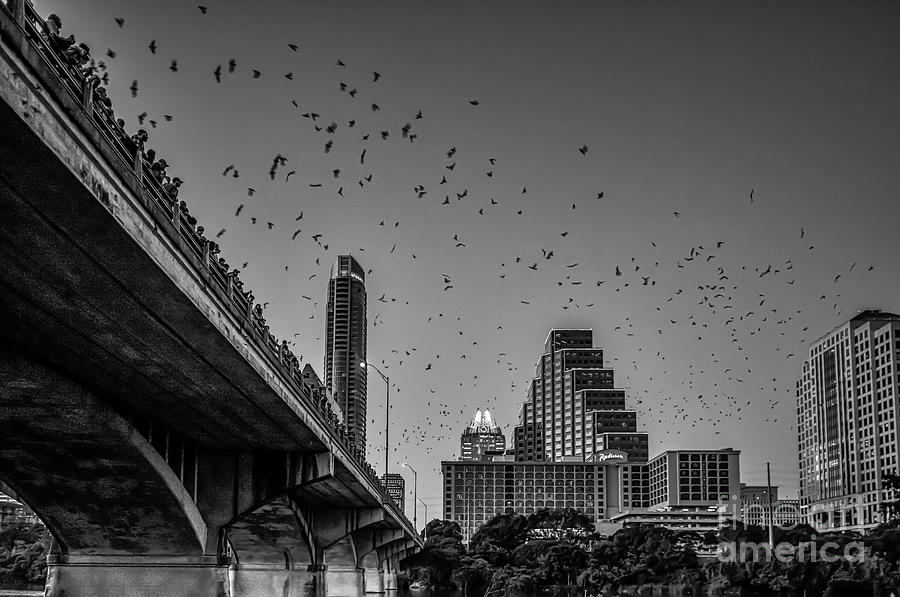 Austin Bat Watch Black and White Photograph by Bee Creek Photography - Tod and Cynthia