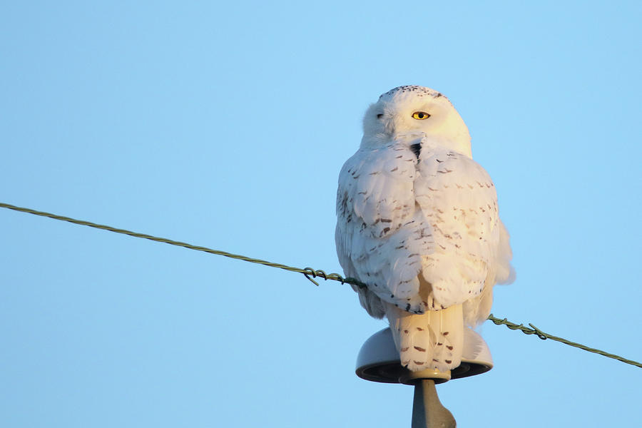 Austin Snowy Owl with Transmitter Photograph by Brook Burling