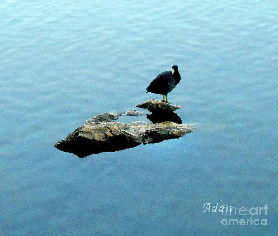 Austin Texas - Lady Bird Lake - Mid November - One - Detail Photograph by Felipe Adan Lerma