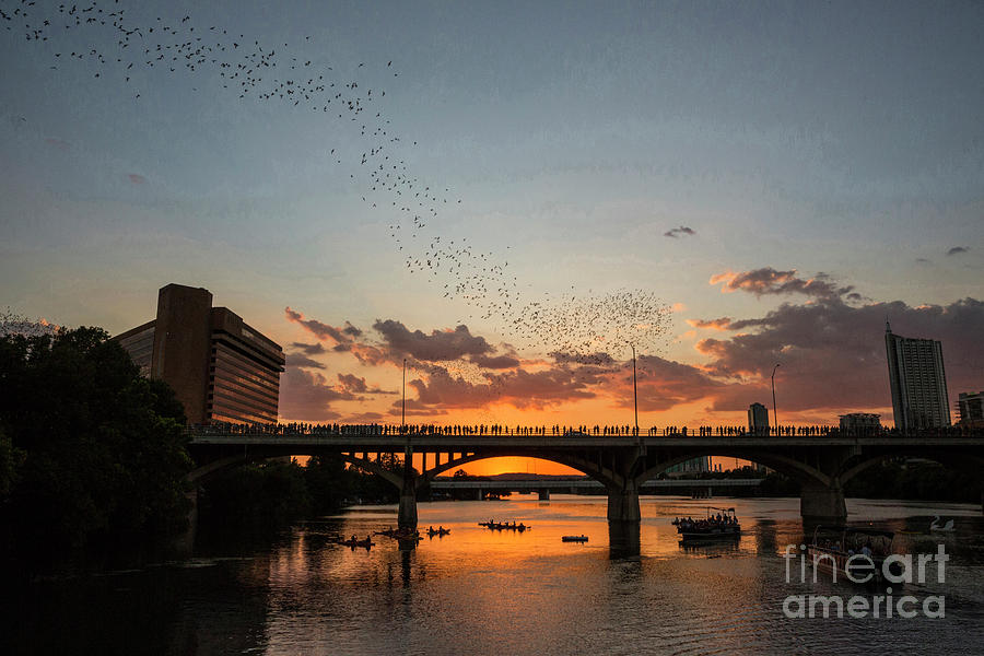 Bat Photograph - Austins 1.5 million Free-tail bats fly out of the Congress Avenue Bat Bridge for nightly feeding by Dan Herron