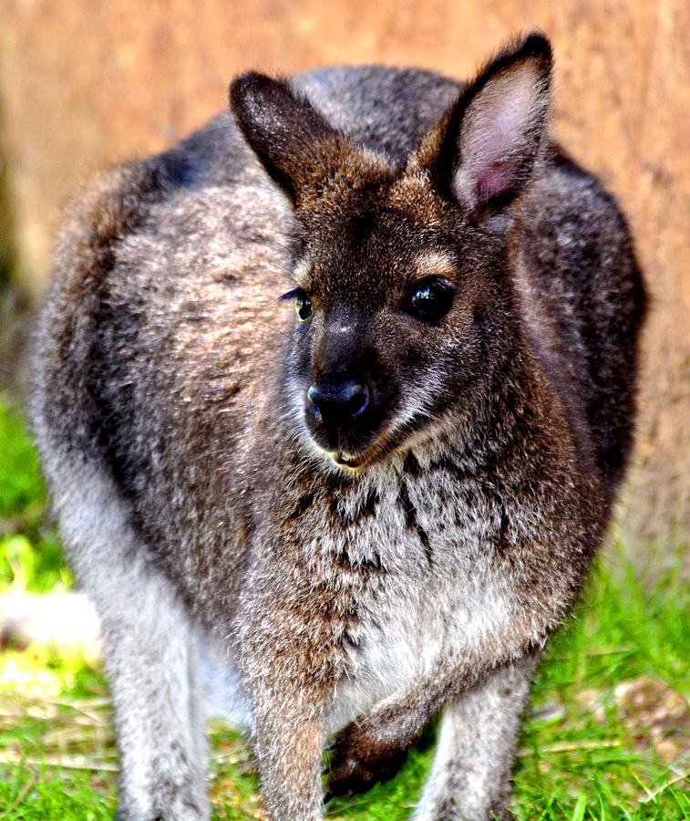 Austrailian Wallaby Photograph by Amy McDaniel
