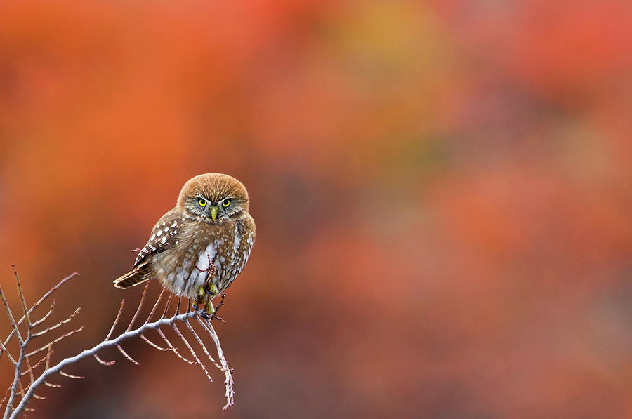 Austral Pygmy Owl Photograph by Max Waugh