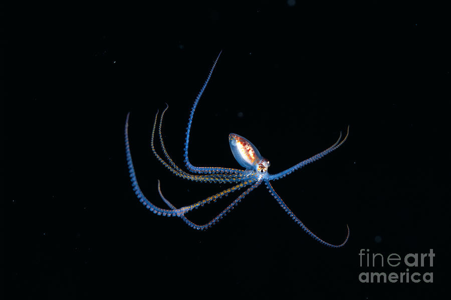Australia, Pelagic Octopus Photograph by Dave Fleetham - Printscapes