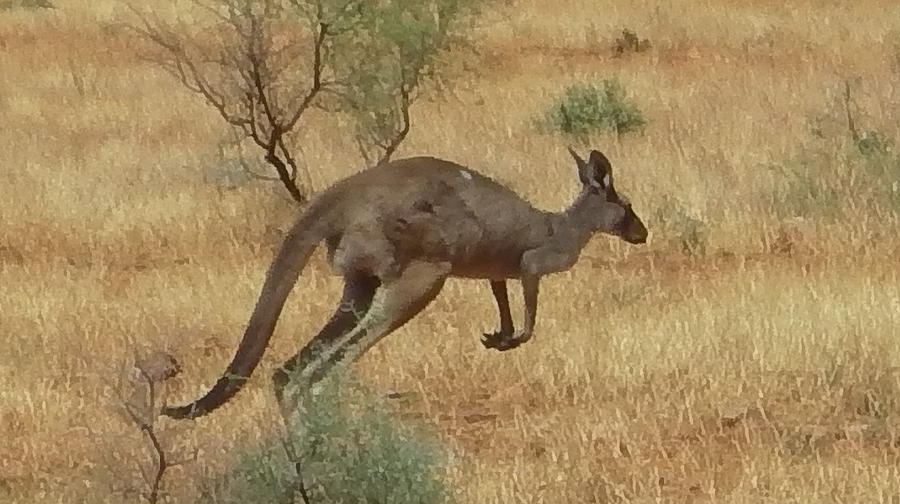 Australia - Kangaroo in Flight Photograph by Jeffrey Shaw - Fine Art ...