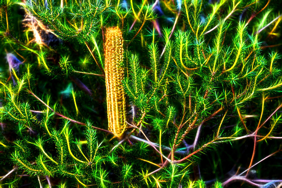 Banksia Photograph - Australian Banksia by Miroslava Jurcik