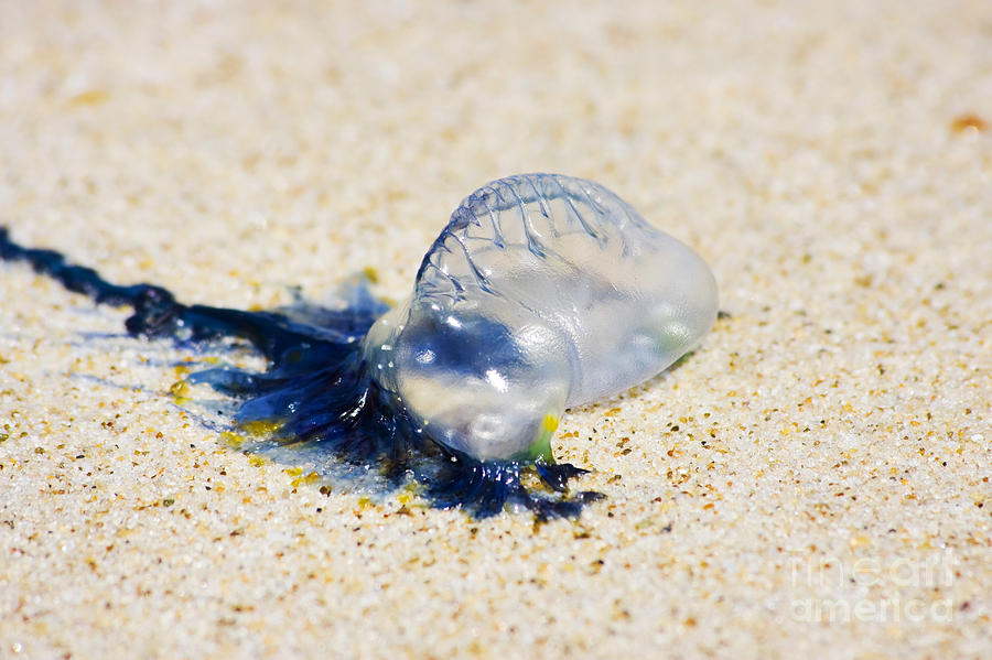 Australian Blue Bottle Jellyfish Photograph by Jorgo Photography - Wall ...