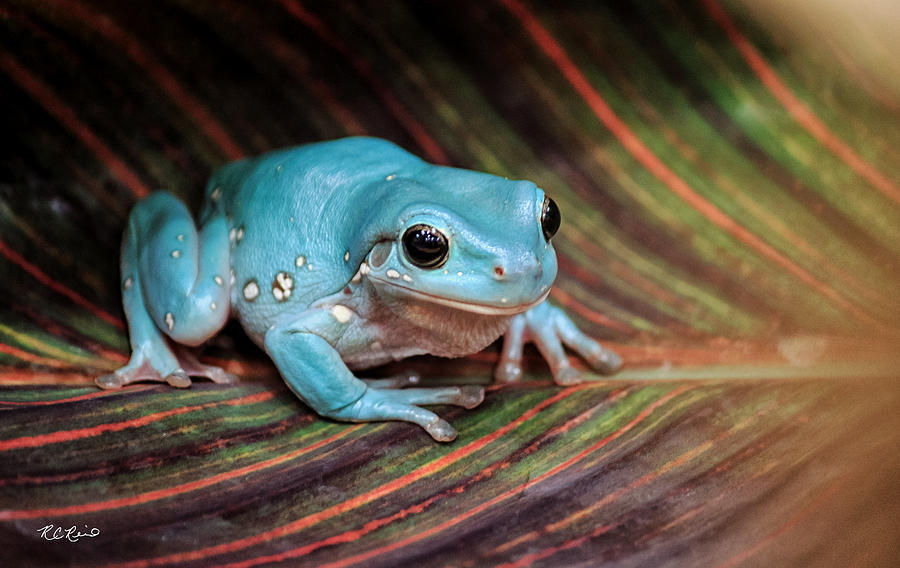 Macro Workshop - Australian Blue Phase Whites Tree Frog Photograph by Ronald Reid
