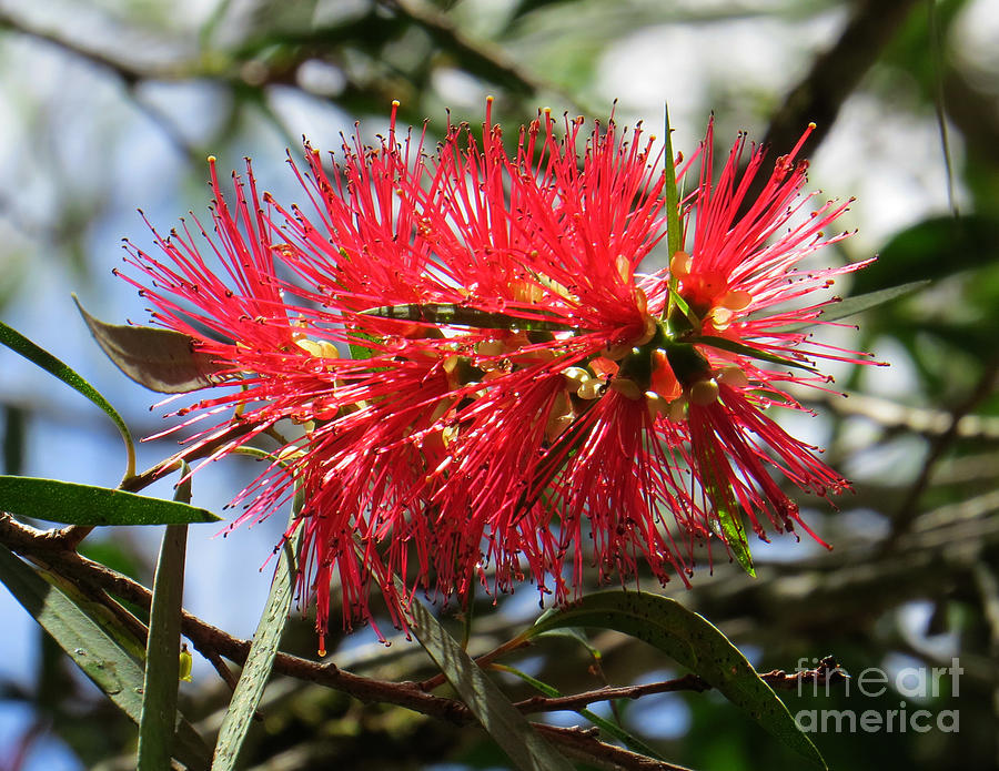 Australian Bottle Brush Photograph by Evie Hanlon - Fine Art America