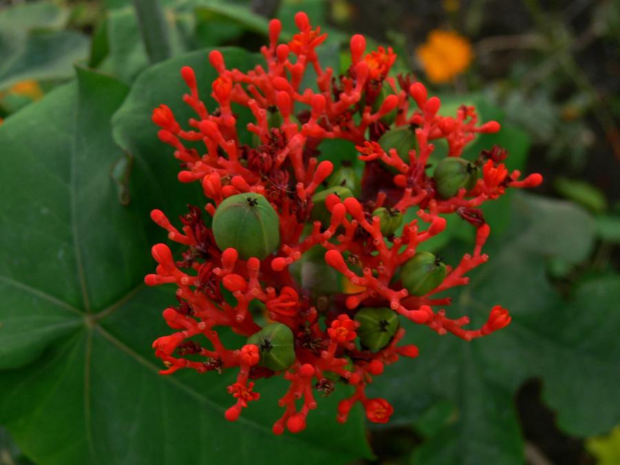 Australian Bottle Plant 12 Photograph By Padamvir Singh - Fine Art America