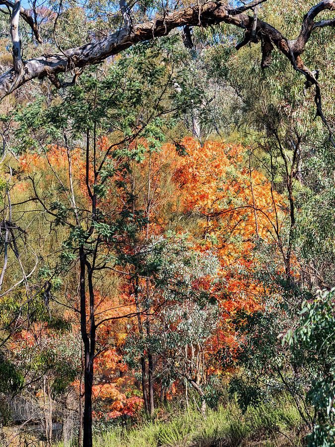 Australian Bush Autumn 2 Photograph by Steven Ralser