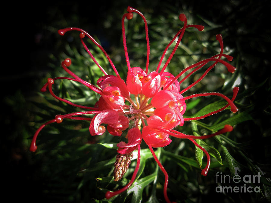Australian Bush Flower-2 by Dudzinska