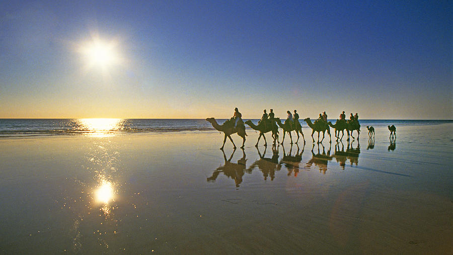 Australian Camel Trekking, Broome Photograph by Buddy Mays