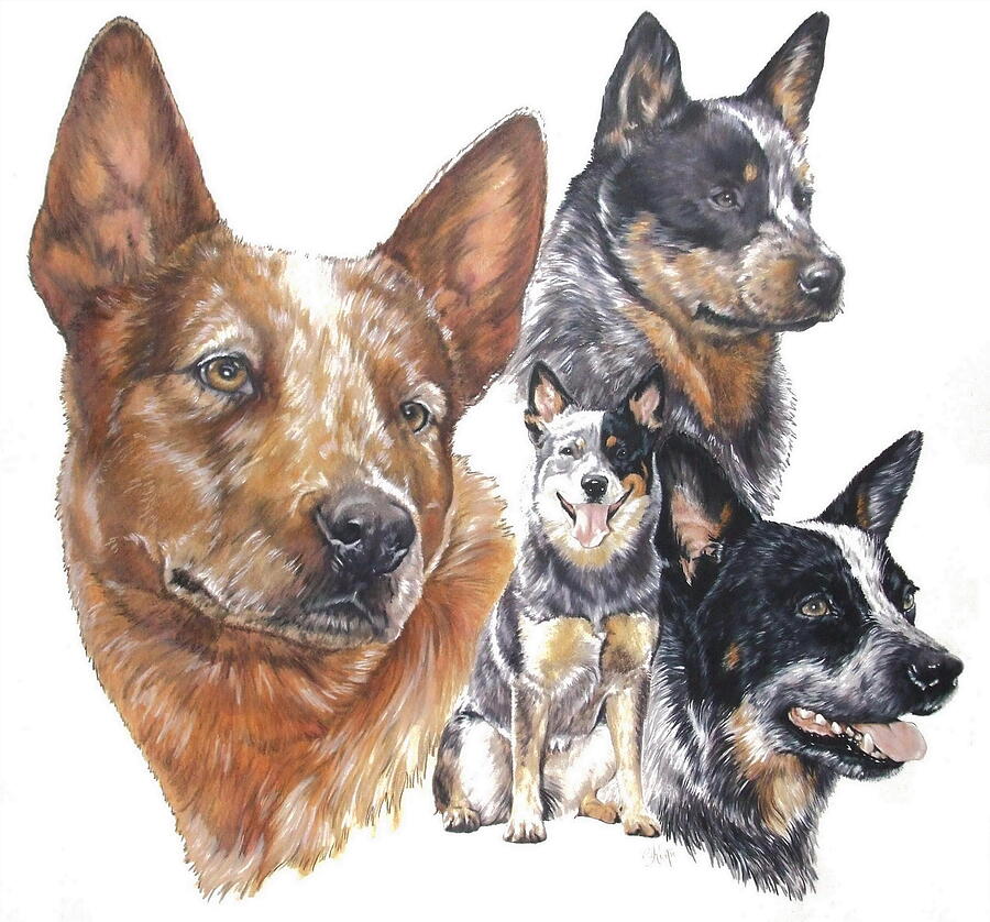 Australian Cattle Dog Montage Mixed Media by Barbara Keith