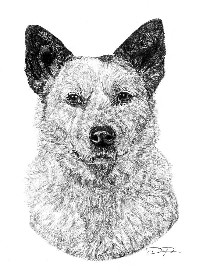 Australian Cattle Dog Drawing by Dan Pearce - Pixels