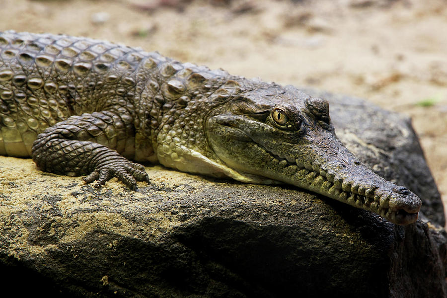 Crocodile Photograph - Australian Crock by Miroslava Jurcik