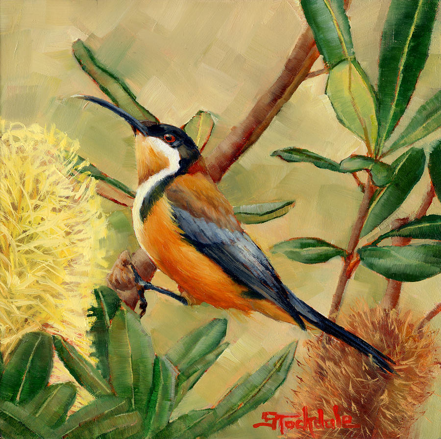 Australian Eastern Spinebill  Painting by Margaret Stockdale