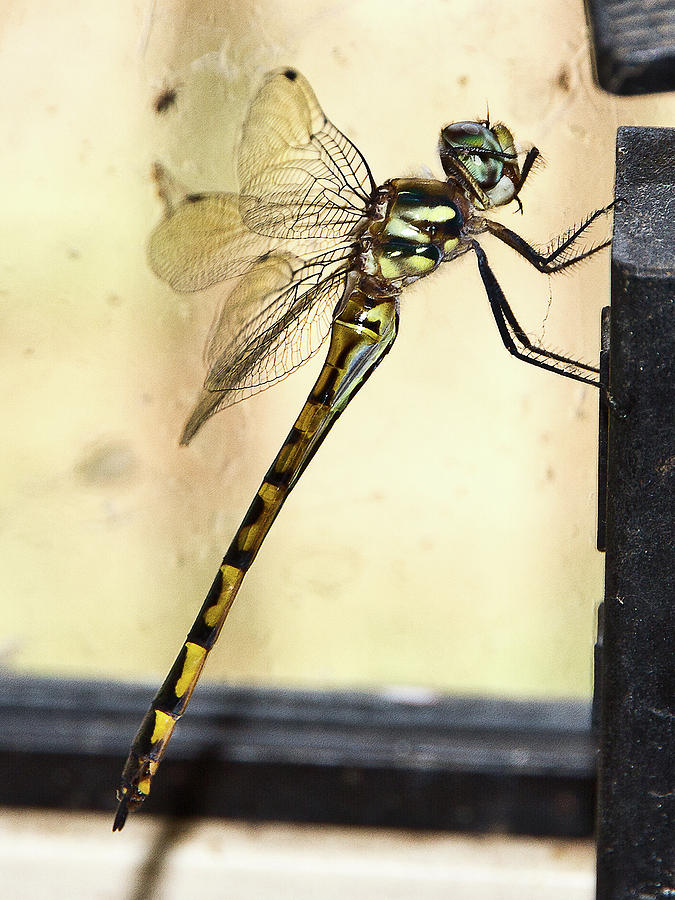 Insects Photograph - Australian Emperor Dragonfly by Miroslava Jurcik