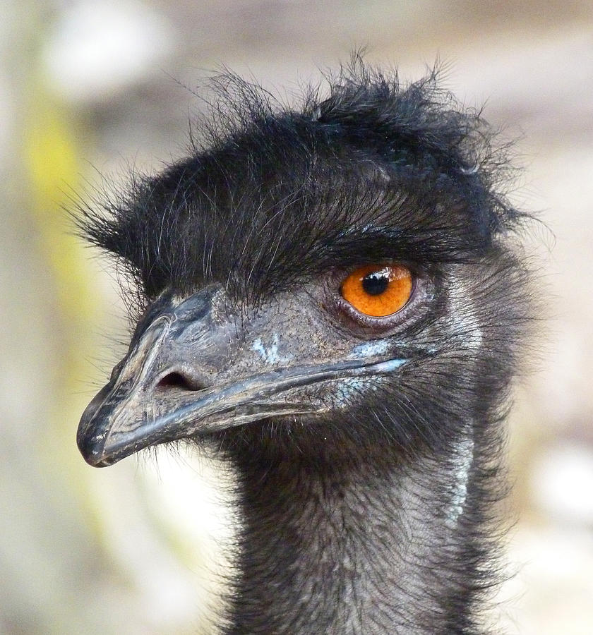 Australian Emu Portrait Photograph by Margaret Saheed