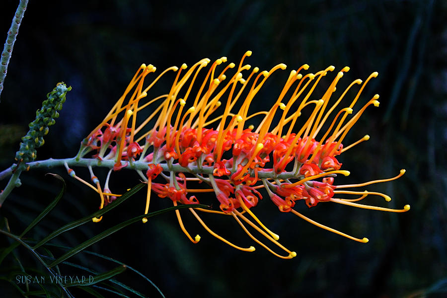 Australian Flower Photograph by Susan Vineyard