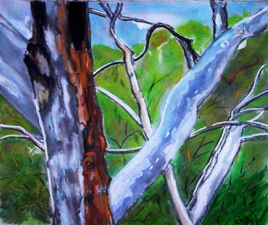 Australian Gum Trees Pastel by Gloria Dietz-Kiebron