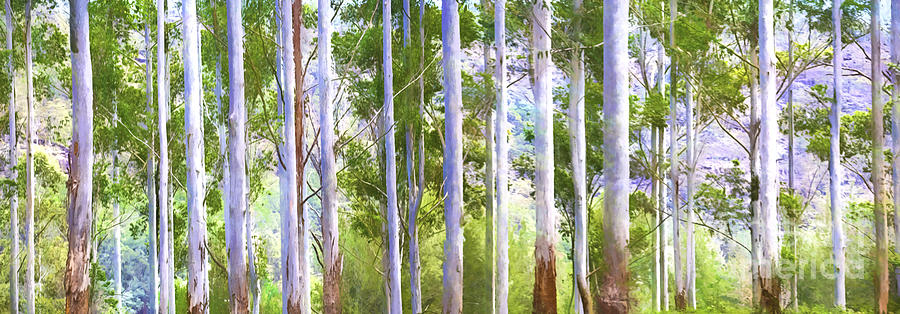 Australian gum trees Photograph by Sheila Smart Fine Art Photography