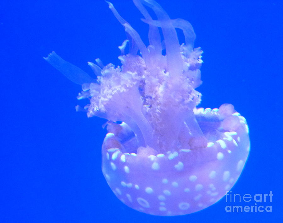 Australian Jellyfish Photograph by Lingfai Leung