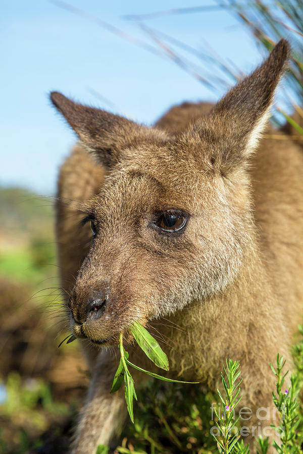 Australian Kangaroo eating Pyrography by Benny Marty