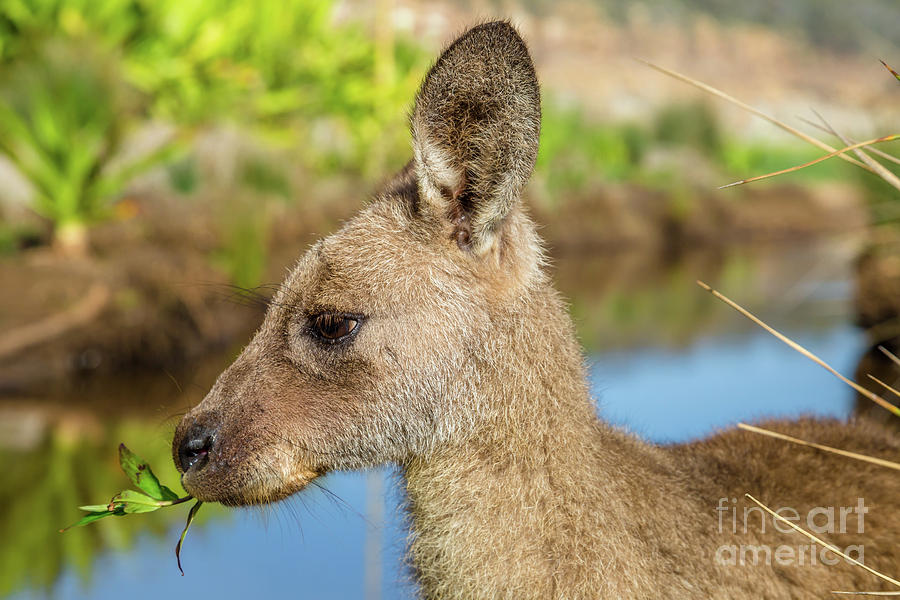 Australian Kangaroo New South Wales Pyrography by Benny Marty