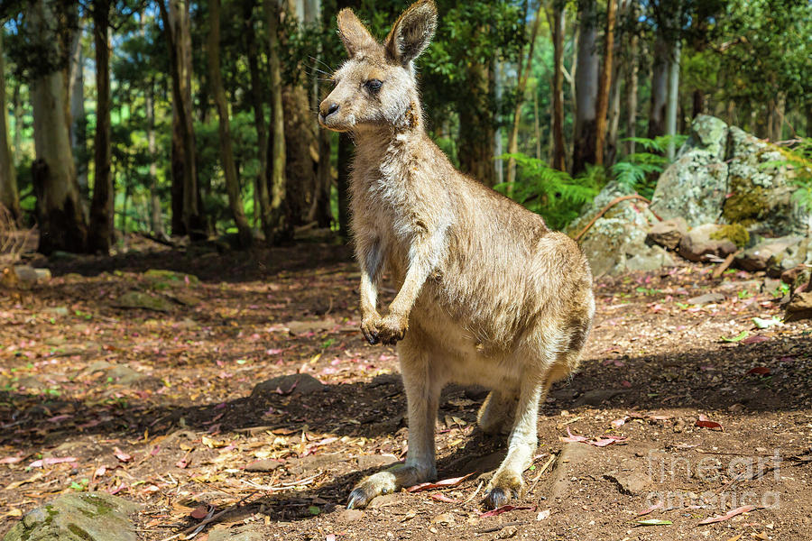 Australian Kangaroo standing Pyrography by Benny Marty