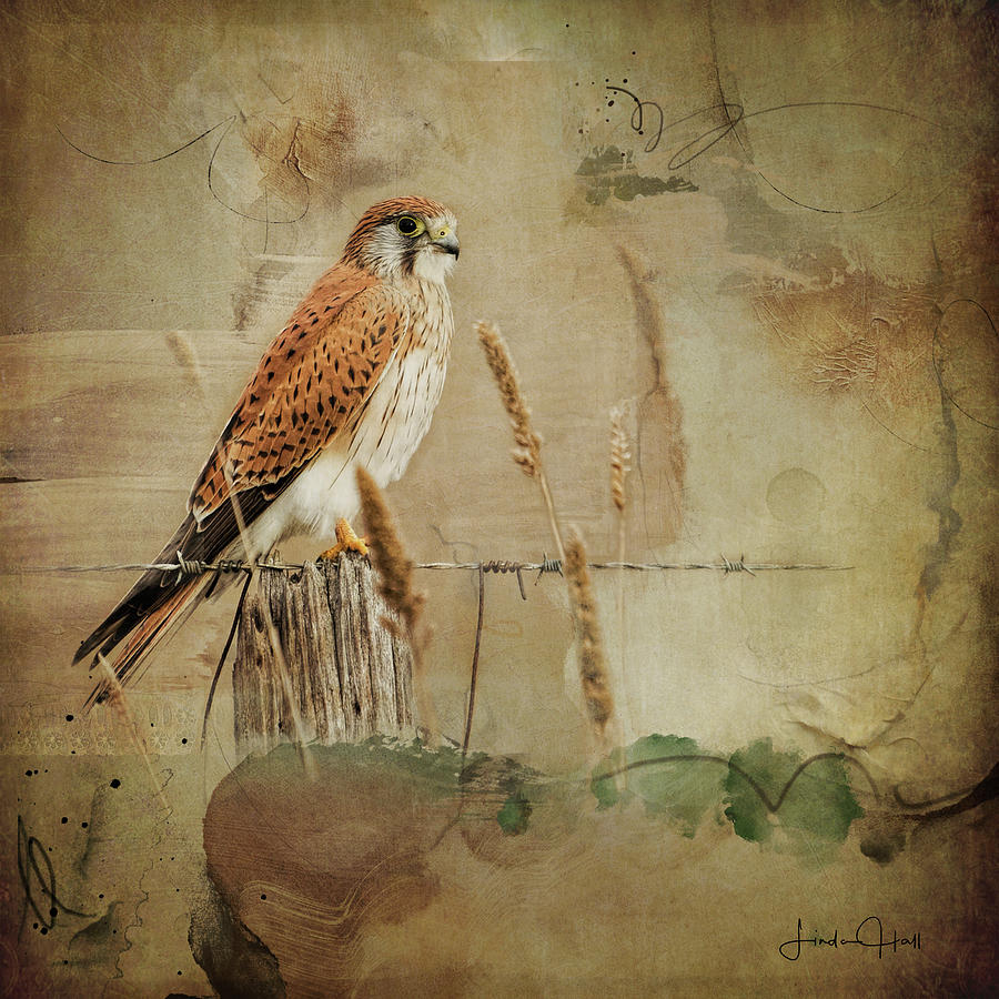 Bird Digital Art - Australian Kestrel by Linda Lee Hall