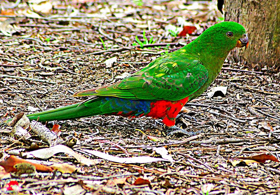 Australian King Parrot Photograph by Blair Stuart