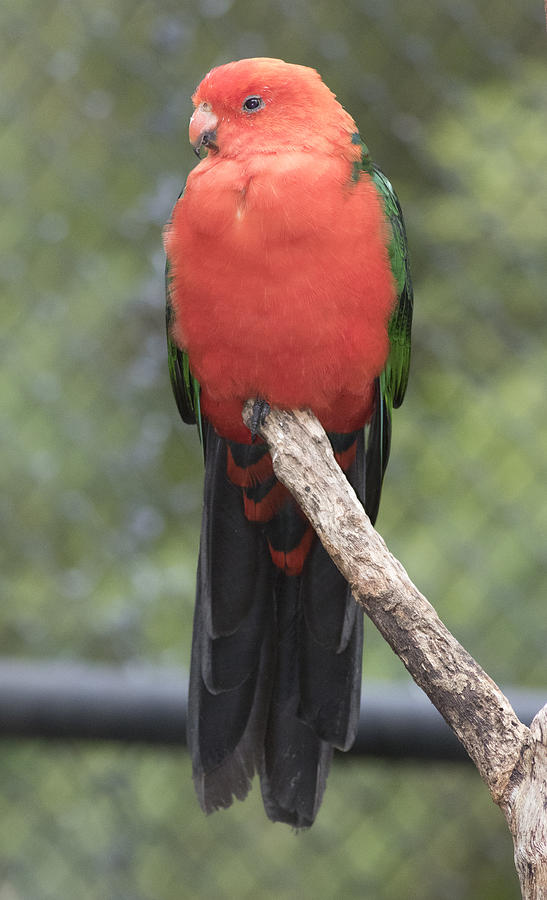 Australian King-Parrot Photograph by Masami Iida