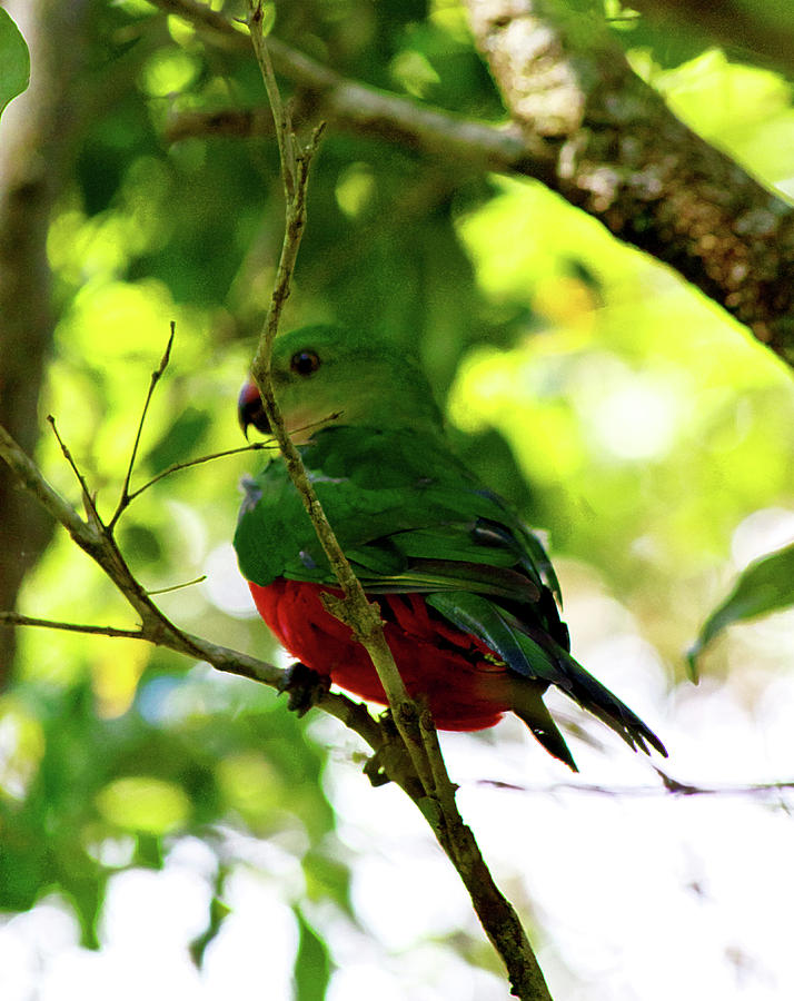 Parrot Photograph - Australian King Parrot  by Miroslava Jurcik