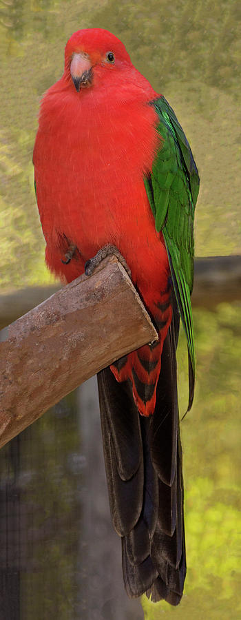 Australian King Parrot Photograph by Tania Read