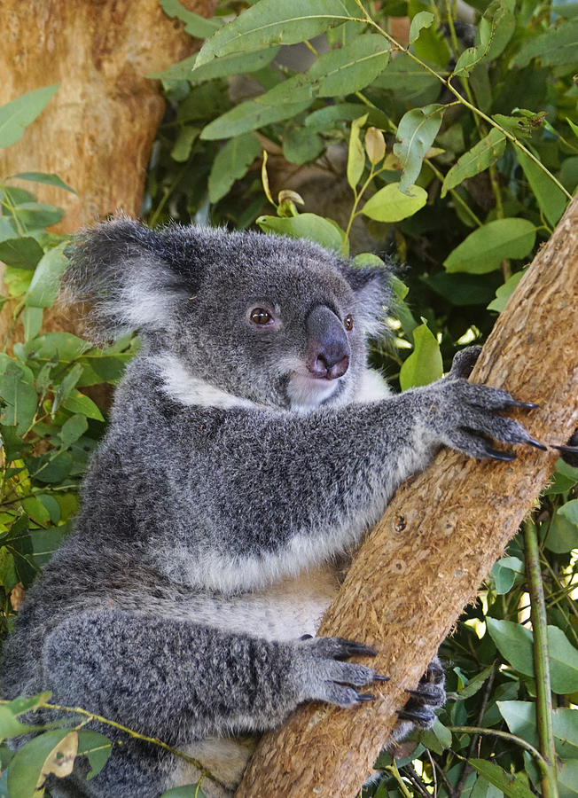 Australian Koala Photograph by Dennis Cox
