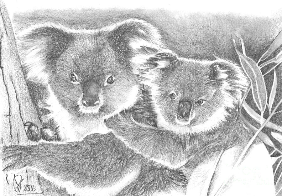 Australian Koala Drawing by Steve Adams Fine Art America