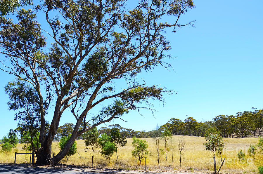 Australian Landscape Photograph by Milleflore Images