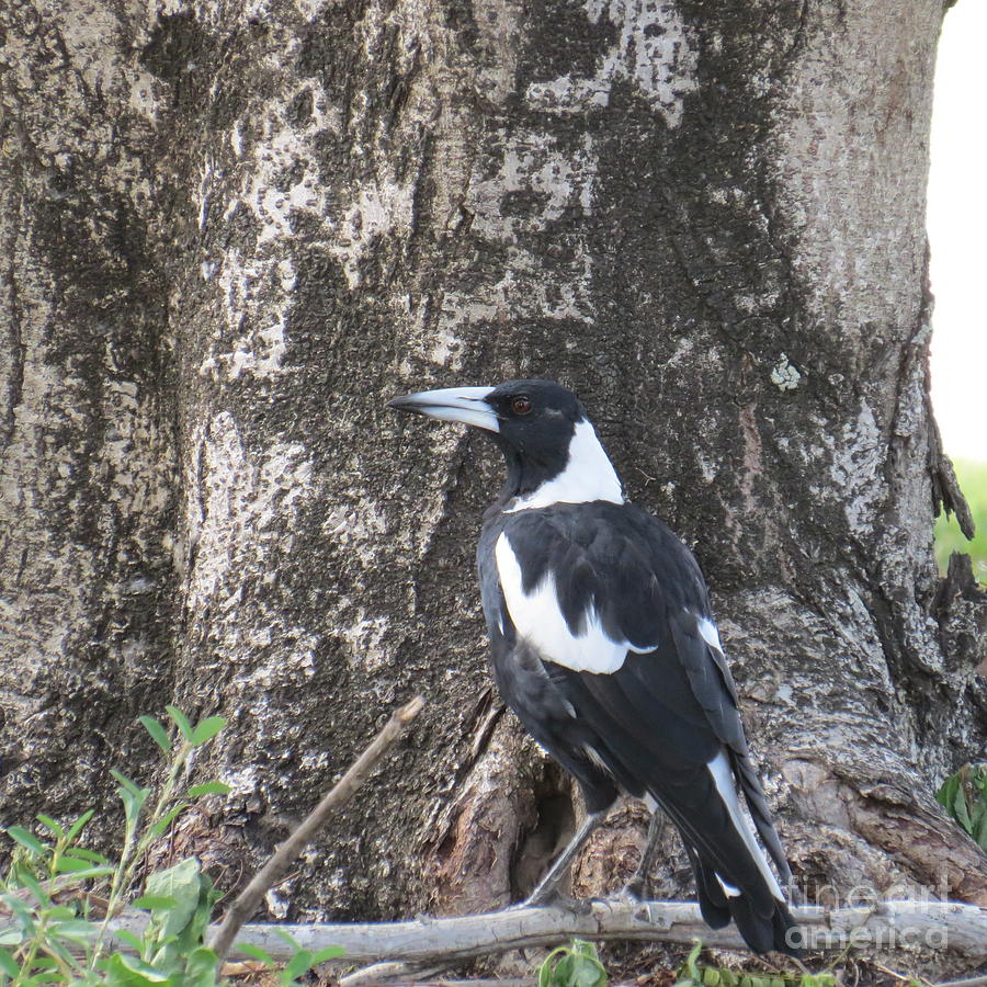 Australian Magpie Photograph