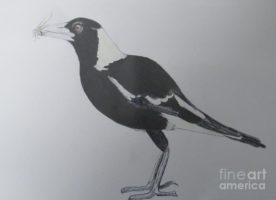 Nature Drawing - Australian Magpie in Pencil by Evie Hanlon