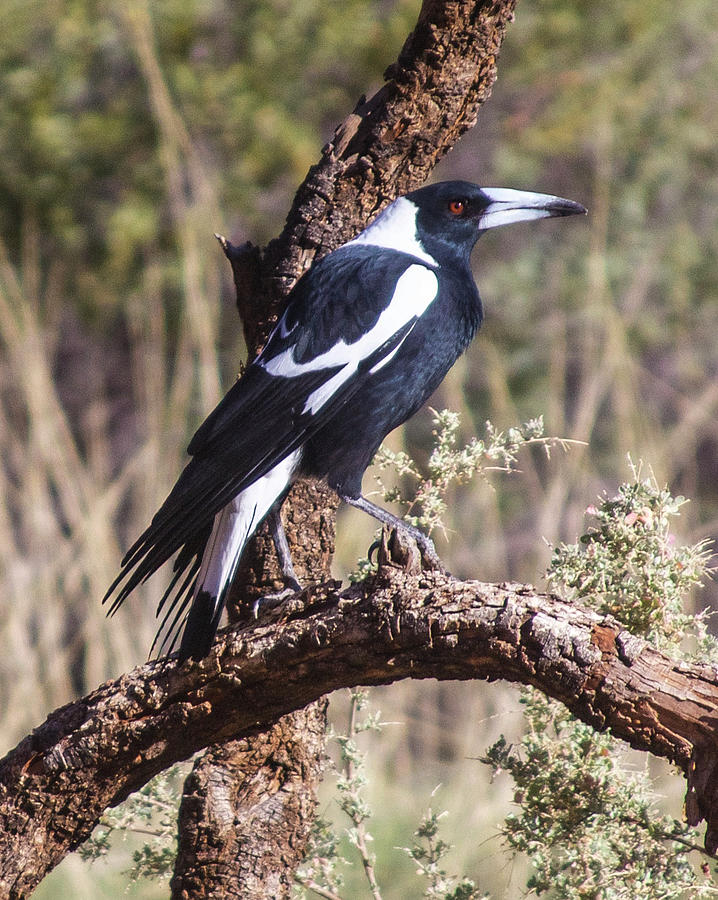 Australian Magpie, Alice Springs Desert Park, Australia Photograph by Venetia Featherstone-Witty