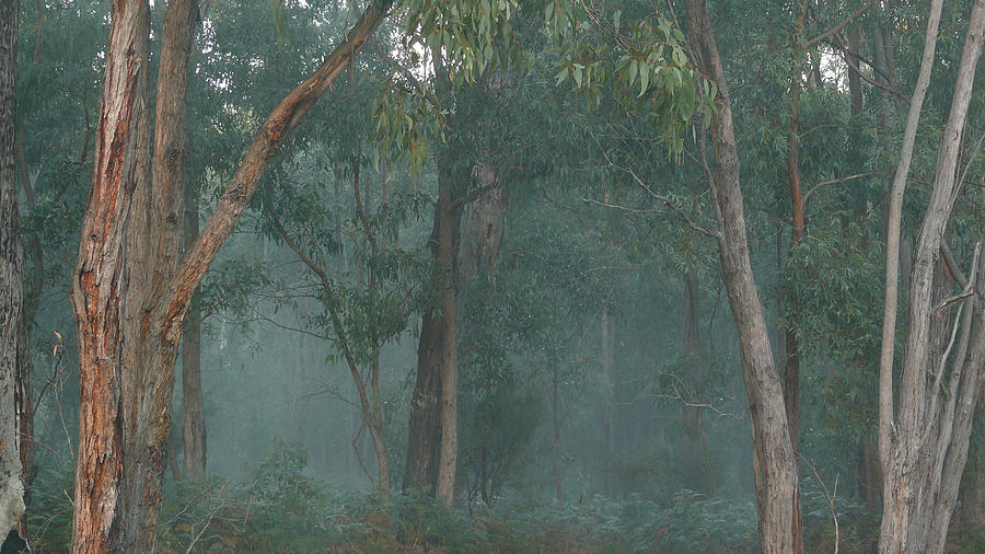 Tree Photograph - Australian Morning by Evelyn Tambour